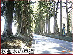 杉並木の車道
