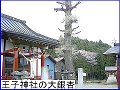 王子神社の大銀杏