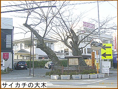 �T�C�J�`�̑��