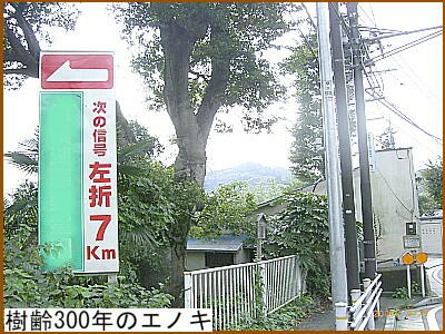 ����300�N�̃G�m�L