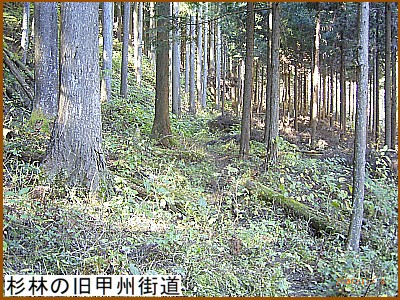 ���т̋��b�B�X��