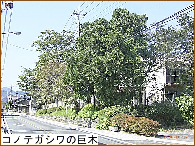 �R�m�e�K�V���̋���