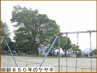 ����W�T�O�N�̃P���L