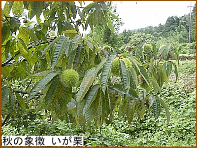 秋の象徴 いが栗