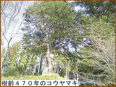 ����S�V�O�N�̃R�E���}�L