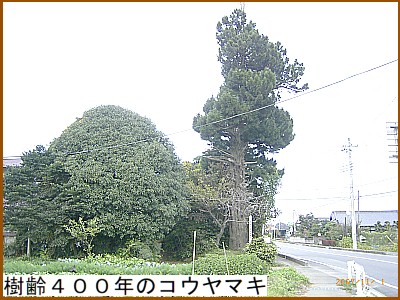 樹齢４００年のコウヤマキ