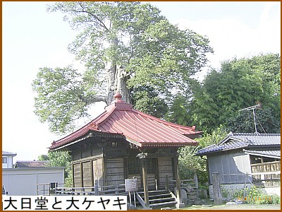 大日堂と大ケヤキ