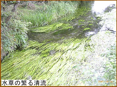 水草の繁る清流