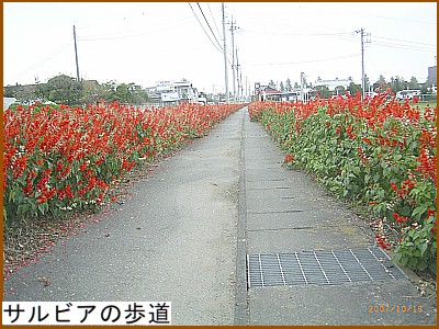 �T���r�A�̕���