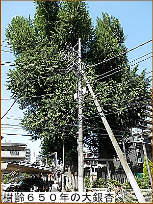 ����U�T�O�N�̑���