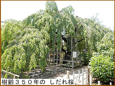 ����R�T�O�N�� �������