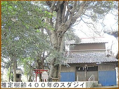 推定樹齢４００年のスダジイと推定樹齢３００年のエノキ