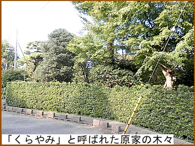 「くらやみ」と呼ばれた原家の木々