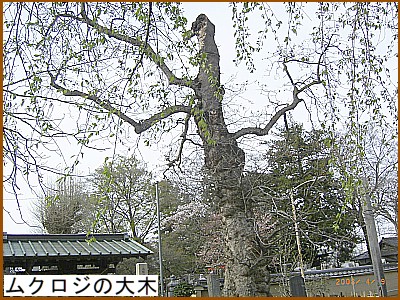 ���N���W�̑��