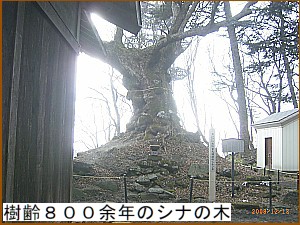 ����W�O�O�]�N�̃V�i�̖�