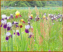 �J�L�c�o�^