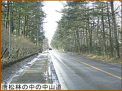 唐松林の中の中山道