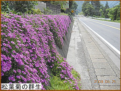 ���t�e�̌Q��