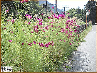 �H���i�R�X���X�j