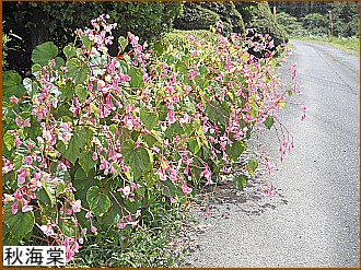 �H�C���i�V���E�J�C�h�E�j