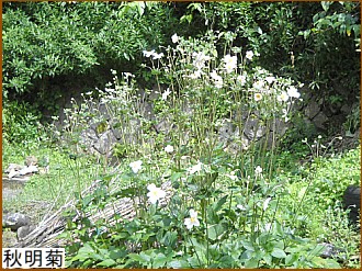 �H���e�i�V���E���C�M�N�j