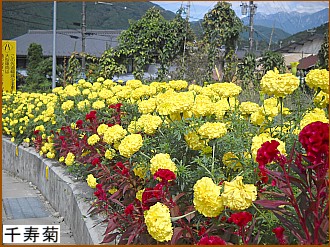 ����e�i�}���[�S�[���h�j