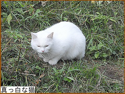 �^�����ȔL