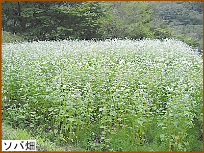 ソバ畑