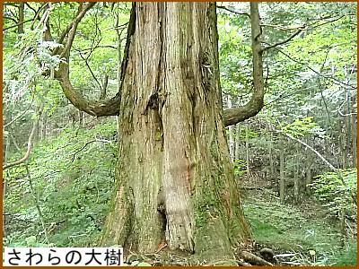 さわらの大樹