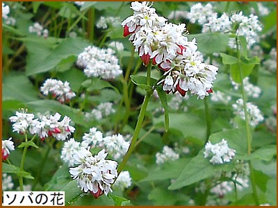 ソバの花