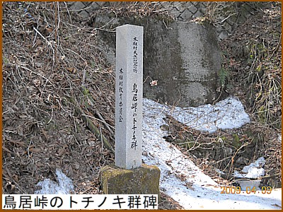 �������̃g�`�m�L�Q��