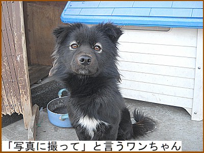 �u�ʐ^�ɎB���āv�ƌ������������