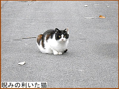 �ɂ݂̗������L