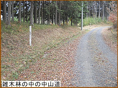 �G�ؗт̒��̒��R��