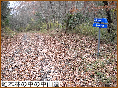 �G�ؗт̒��̒��R��