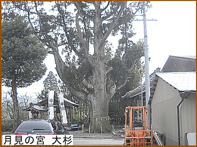 �����̋{ �吙