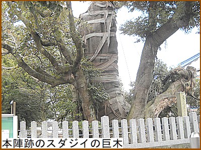 �{�w�Ղ̃X�_�W�C����