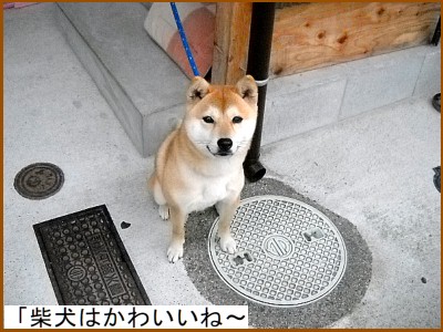 �Č��͂��킢���ˁ`