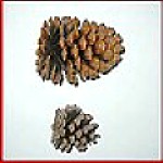 ���{�b�N��