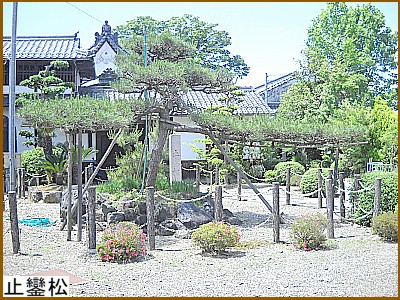 �~�u���i�����̂܂j