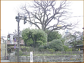 志村一里塚　右塚現存