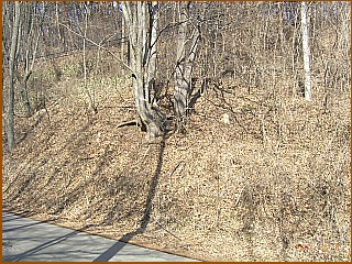 瓜生坂一里塚　右塚現存