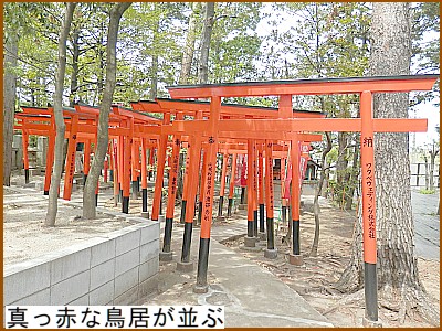 真っ赤な鳥居が並ぶ