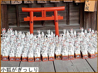 小狐がぎっしり。