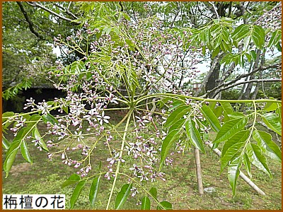 栴檀の花