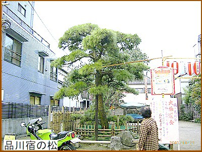 品川宿の松