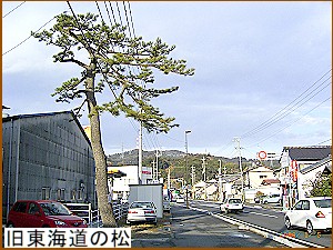 旧東海道の松