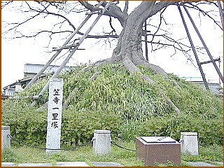 �}���ꗢ��