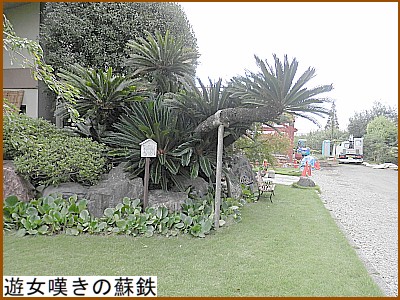 �V���Q���̑h�S